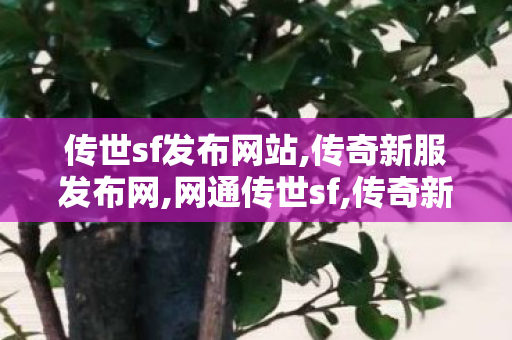 传世sf发布网站,传奇新服发布网,网通传世sf,传奇新服发布网