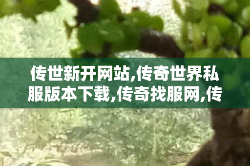 传世新开网站,传奇世界私服版本下载,传奇找服网,传奇世界私服版本下载