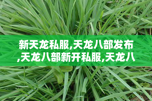 新天龙私服,天龙八部发布,天龙八部新开私服,天龙八部发布