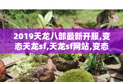 2019天龙八部最新开服,变态天龙sf,天龙sf网站,变态天龙sf