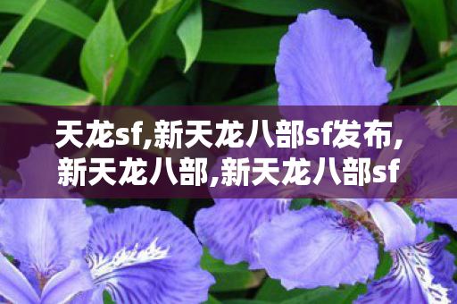 天龙sf,新天龙八部sf发布,新天龙八部,新天龙八部sf发布
