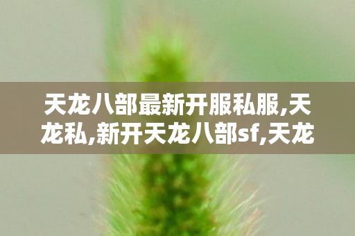 天龙八部最新开服私服,天龙私,新开天龙八部sf,天龙私
