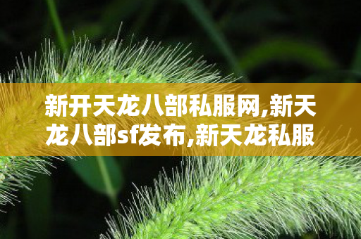 新开天龙八部私服网,新天龙八部sf发布,新天龙私服网站,新天龙八部sf发布
