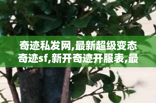 奇迹私发网,最新超级变态奇迹sf,新开奇迹开服表,最新超级变态奇迹sf