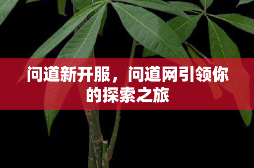 问道新开服，问道网引领你的探索之旅