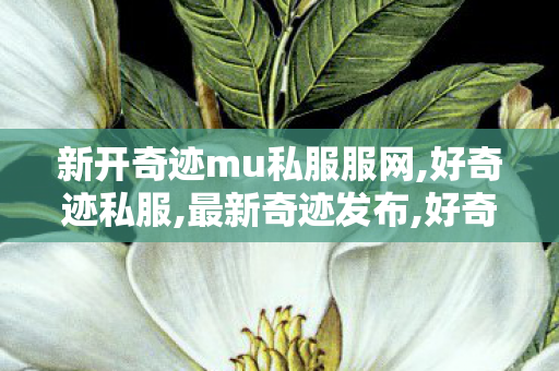 新开奇迹mu私服服网,好奇迹私服,最新奇迹发布,好奇迹私服