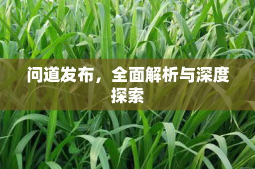 问道发布，全面解析与深度探索