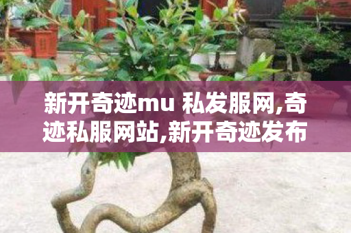 新开奇迹mu 私发服网,奇迹私服网站,新开奇迹发布网站,奇迹私服网站