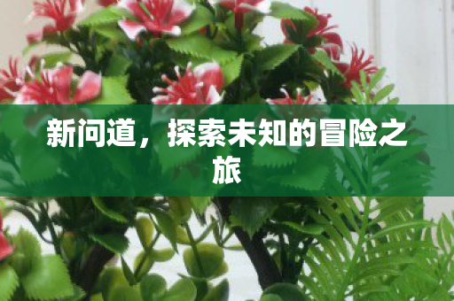 新问道，探索未知的冒险之旅