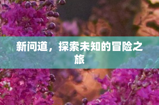 新问道，探索未知的冒险之旅