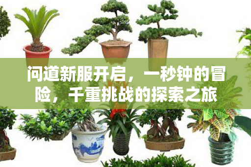 问道新服开启，一秒钟的冒险，千重挑战的探索之旅