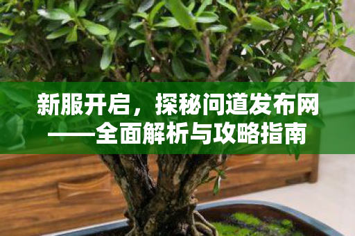 新服开启，探秘问道发布网——全面解析与攻略指南