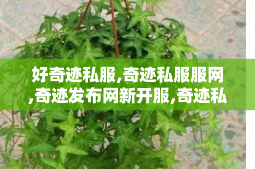 好奇迹私服,奇迹私服服网,奇迹发布网新开服,奇迹私服服网