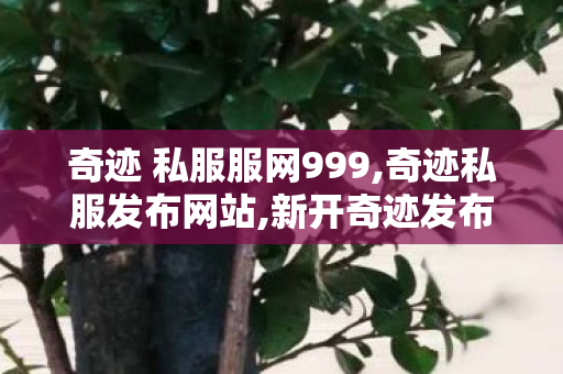 奇迹 私服服网999,奇迹私服发布网站,新开奇迹发布网站,奇迹私服发布网站