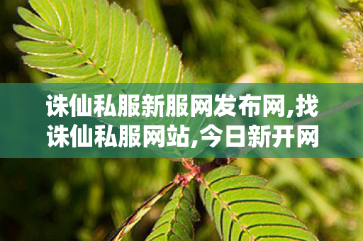 诛仙私服新服网发布网,找诛仙私服网站,今日新开网站发布网,找诛仙私服网站