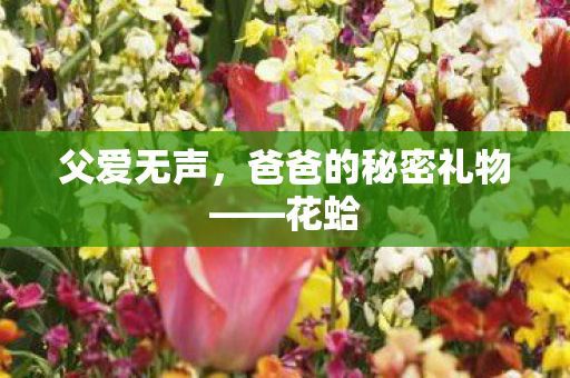 父爱无声，爸爸的秘密礼物——花蛤