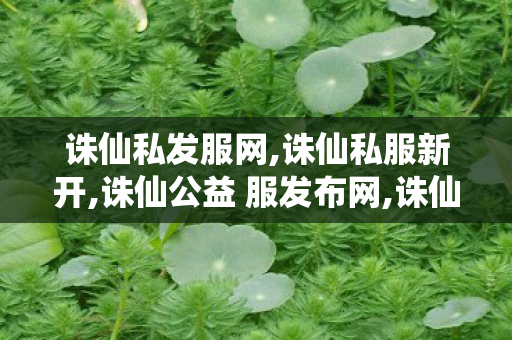 诛仙私发服网,诛仙私服新开,诛仙公益 服发布网,诛仙私服新开