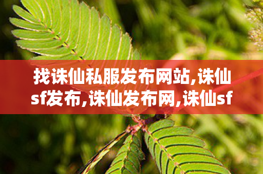 找诛仙私服发布网站,诛仙sf发布,诛仙发布网,诛仙sf发布