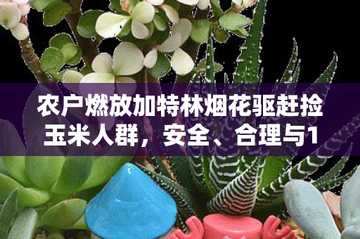 农户燃放加特林烟花驱赶捡玉米人群，安全、合理与1责任探讨