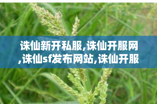 诛仙新开私服,诛仙开服网,诛仙sf发布网站,诛仙开服网