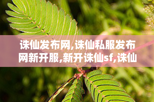 诛仙发布网,诛仙私服发布网新开服,新开诛仙sf,诛仙私服发布网新开服