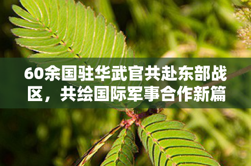 60余国驻华武官共赴东部战区，共绘国际军事合作新篇章