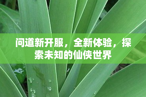 问道新开服，全新体验，探索未知的仙侠世界