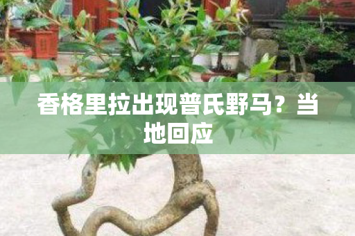 香格里拉出现普氏野马？当地回应