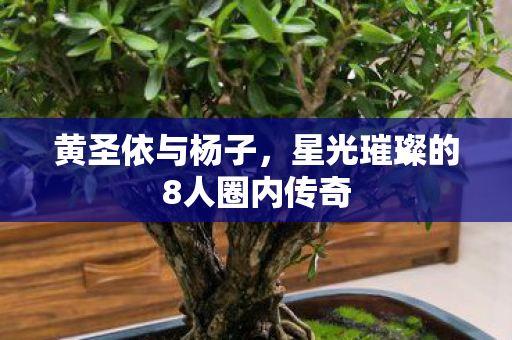 黄圣依与杨子，星光璀璨的8人圈内传奇
