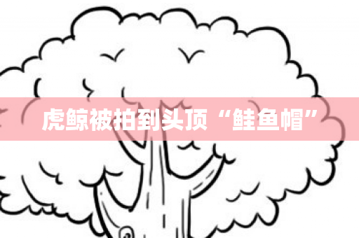虎鲸被拍到头顶“鲑鱼帽”