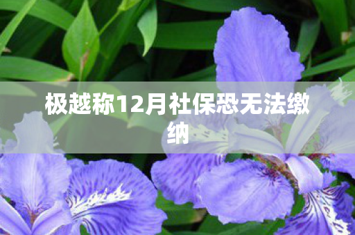 极越称12月社保恐无法缴纳