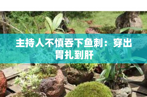 主持人不慎吞下鱼刺：穿出胃扎到肝