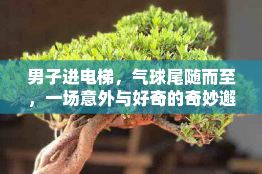 男子进电梯，气球尾随而至，一场意外与好奇的奇妙邂逅