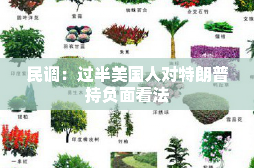民调：过半美国人对特朗普持负面看法
