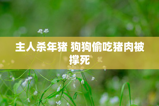 主人杀年猪 狗狗偷吃猪肉被撑死