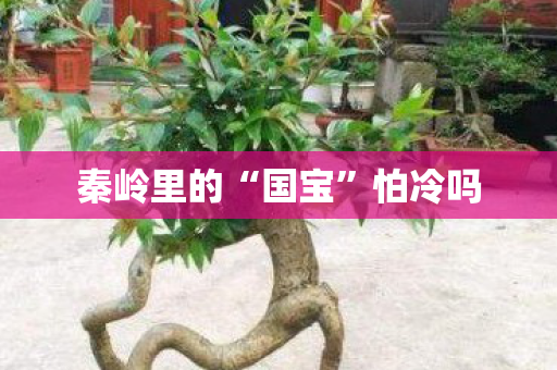 秦岭里的“国宝”怕冷吗