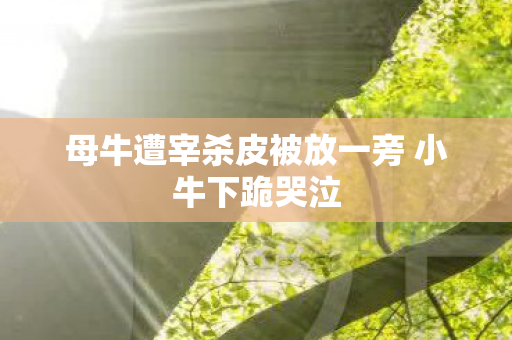 母牛遭宰杀皮被放一旁 小牛下跪哭泣