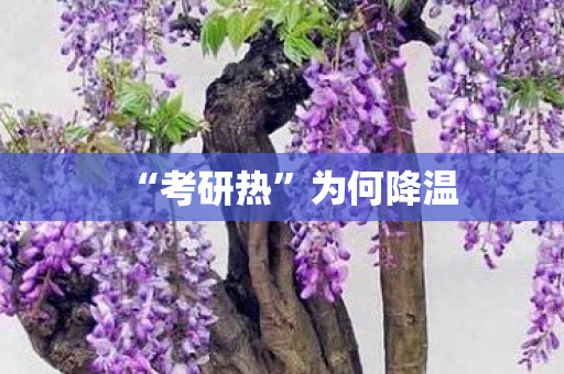 “考研热”为何降温