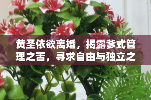 黄圣依欲离婚，揭露爹式管理之苦，寻求自由与独立之路