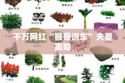 千万网红“猴哥说车”夫妻离婚