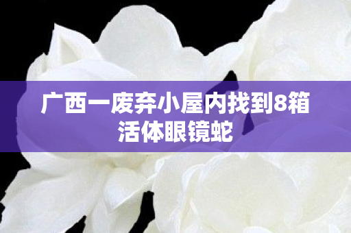 广西一废弃小屋内找到8箱活体眼镜蛇
