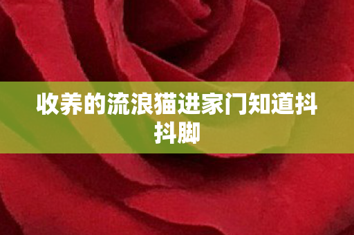 收养的流浪猫进家门知道抖抖脚