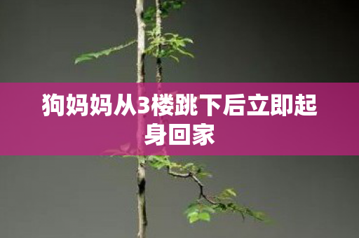 狗妈妈从3楼跳下后立即起身回家