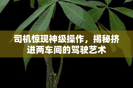 司机惊现神级操作，揭秘挤进两车间的驾驶艺术