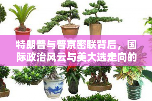 特朗普与普京密联背后，国际政治风云与美大选走向的深度解析