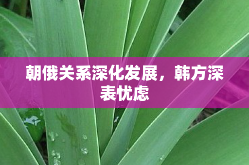 朝俄关系深化发展，韩方深表忧虑