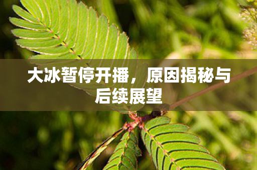 大冰暂停开播，原因揭秘与后续展望