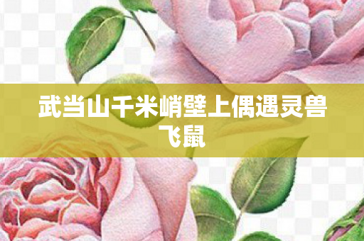 武当山千米峭壁上偶遇灵兽飞鼠