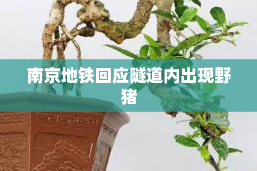 南京地铁回应隧道内出现野猪