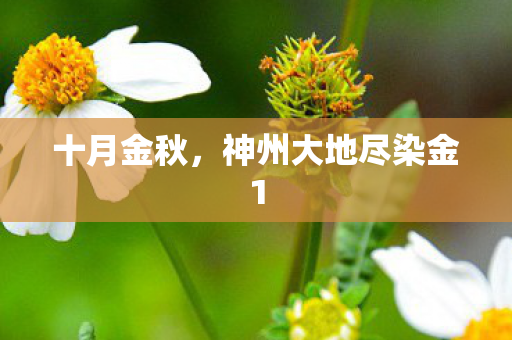十月金秋，神州大地尽染金1